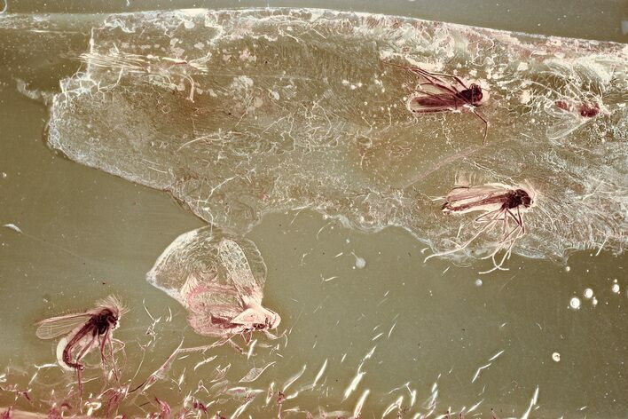 Detailed Fossil Leafhopper and True Midge Swarm In Baltic Amber #352804